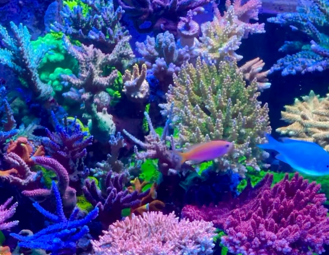 珊瑚缸菌膜怎么办?如何处理