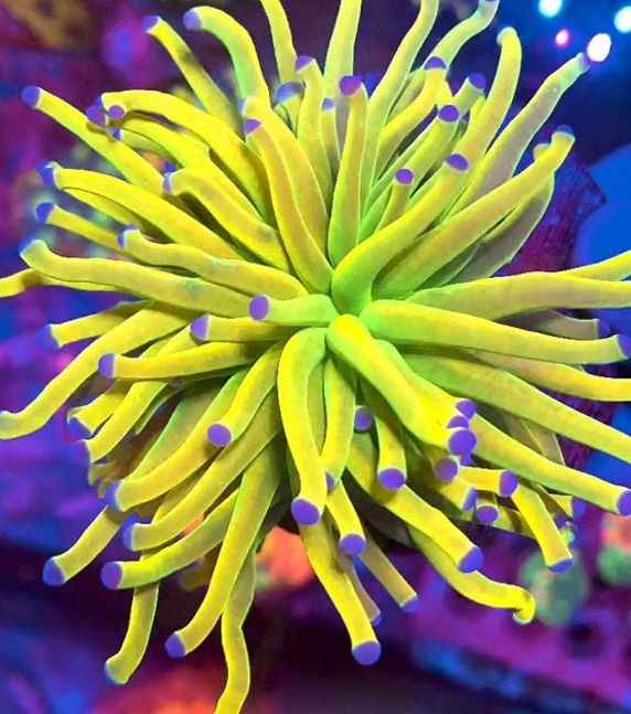 针叶类珊瑚的布朗冻病怎么治疗