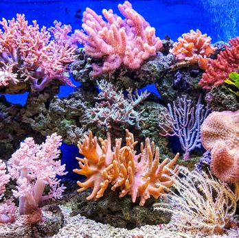 微量元素对珊瑚缸的影响