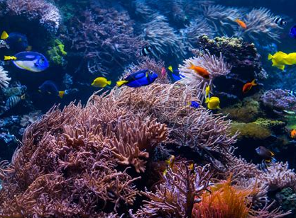 新手如何养好海缸