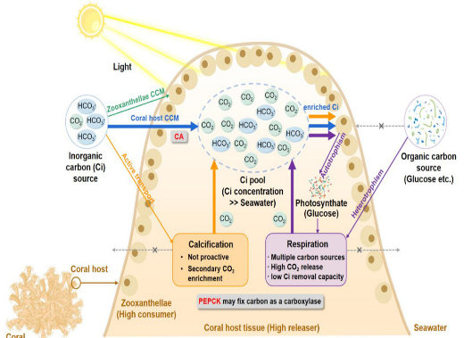 珊瑚缸有机物和无机物怎么理解